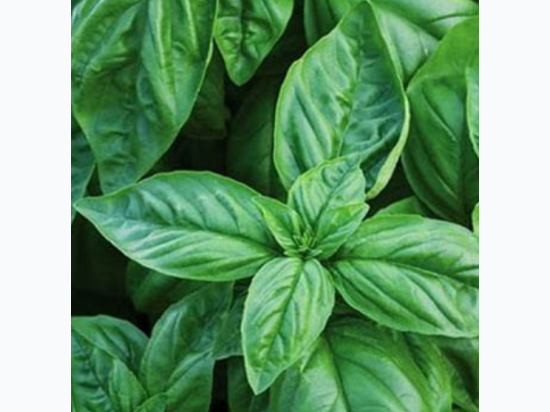 Organic Heirloom Italian Basil Seeds - Generic Packaging