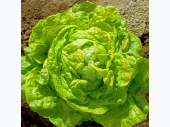 Organic Heirloom Bibb Lettuce Seeds - Generic Packaging