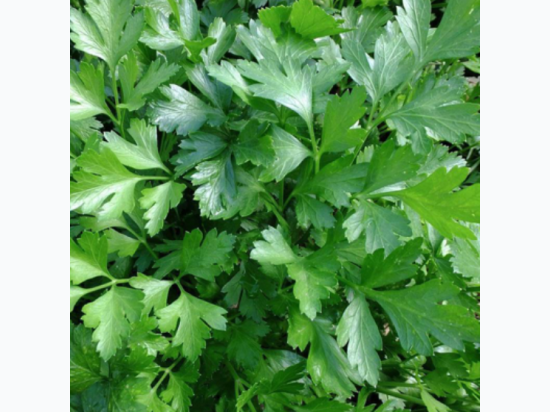 Organic Heirloom Italian Giant Parsley Seeds - Generic Packaging