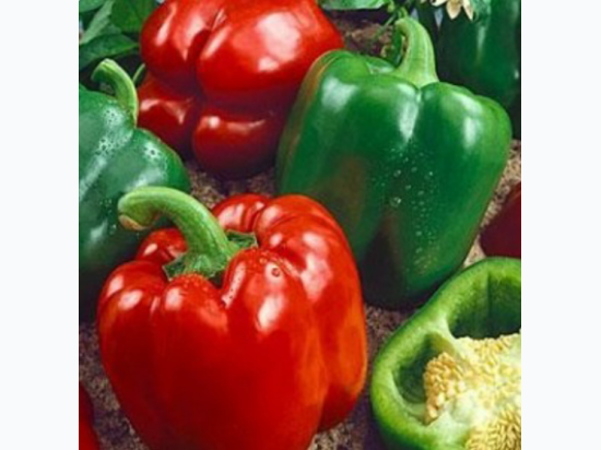 Organic Heirloom California Wonder Sweet Bell Pepper Seeds - Generic Packaging