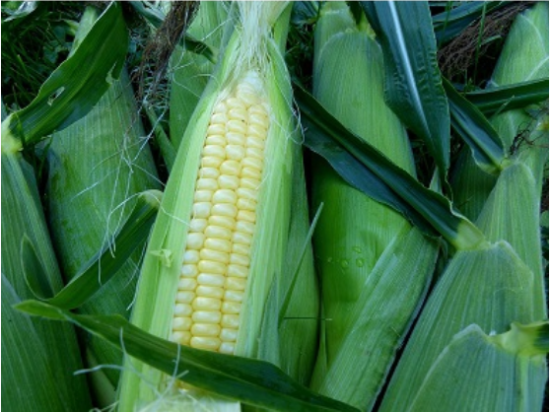 Bodacious Sweet Corn Seeds - Generic Packaging