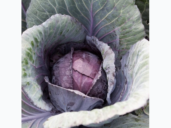 Organic Heirloom Red Acre Cabbage Seeds - Generic Packaging