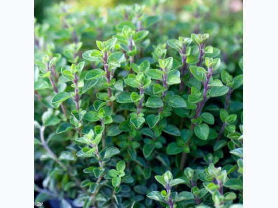 Organic Heirloom Italian Oregano Seeds - Generic Packaging