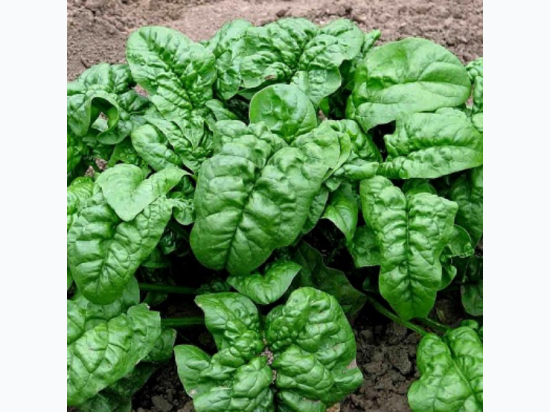 Organic Heirloom Noble Giant Spinach Seeds - Generic Packaging