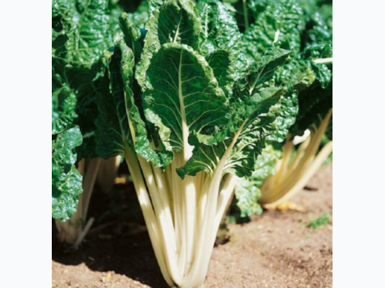 Organic Heirloom Lucullus Swiss Chard Seeds - Generic Packaging