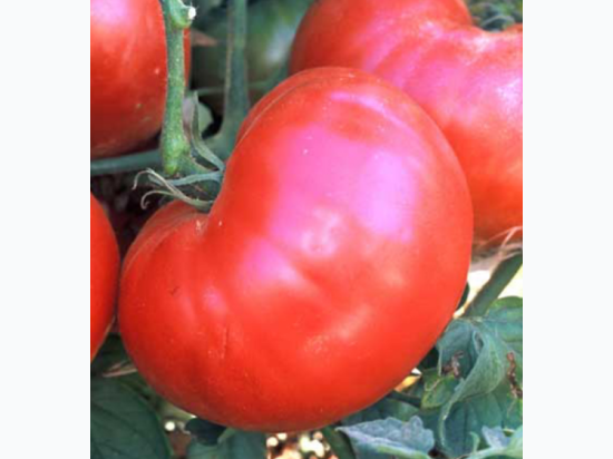 Organic Heirloom Ponderosa Beefsteak Tomato Seeds - Generic Packaging