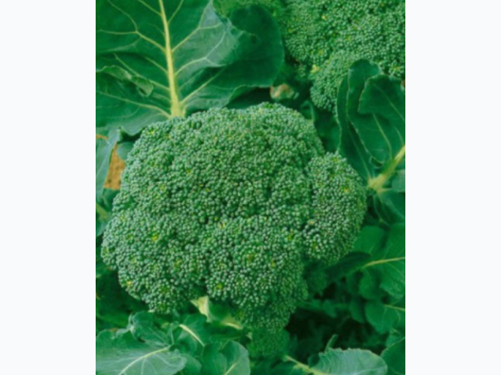 Organic Heirloom Waltham Broccoli Seeds - Generic Packaging