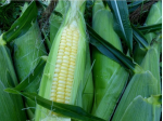 Bodacious Sweet Corn Seeds - Generic Packaging