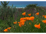 California Poppies Flower Seed Grow Kit