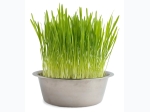 Pet Bowl Dog Grass Kit