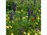 Wildflower Seed Grow Kit