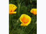 California Poppies Flower Seed Grow Kit