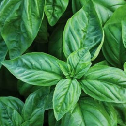 Organic Heirloom Italian Basil Seeds - Generic Packaging