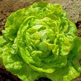 Organic Heirloom Bibb Lettuce Seeds - Generic Packaging