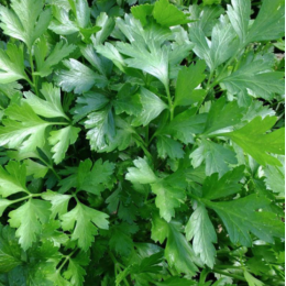 Organic Heirloom Italian Giant Parsley Seeds - Generic Packaging