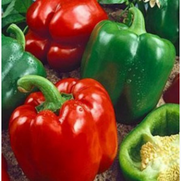 Organic Heirloom California Wonder Sweet Bell Pepper Seeds - Generic Packaging