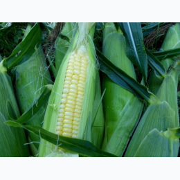 Bodacious Sweet Corn Seeds - Generic Packaging