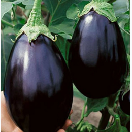 Organic Heirloom Black Beauty Eggplant Seeds - Generic Packaging