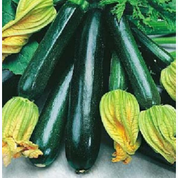 Organic Heirloom Black Beauty Zucchini Seeds - Generic Packaging