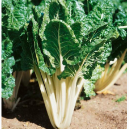 Organic Heirloom Lucullus Swiss Chard Seeds - Generic Packaging